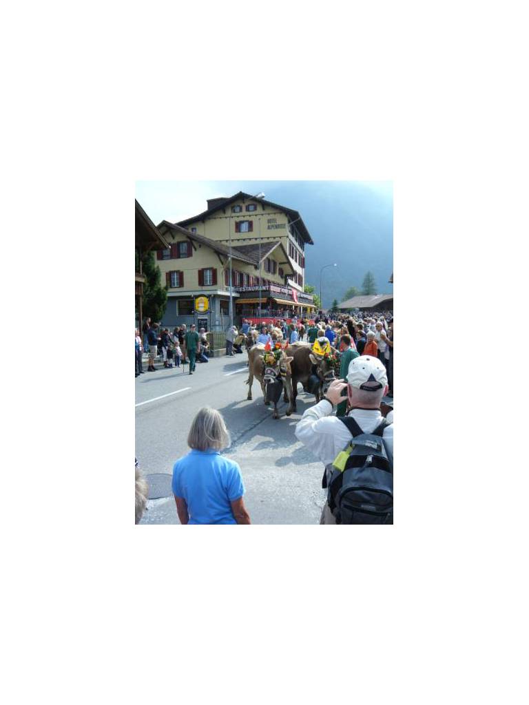 Alpenrose 