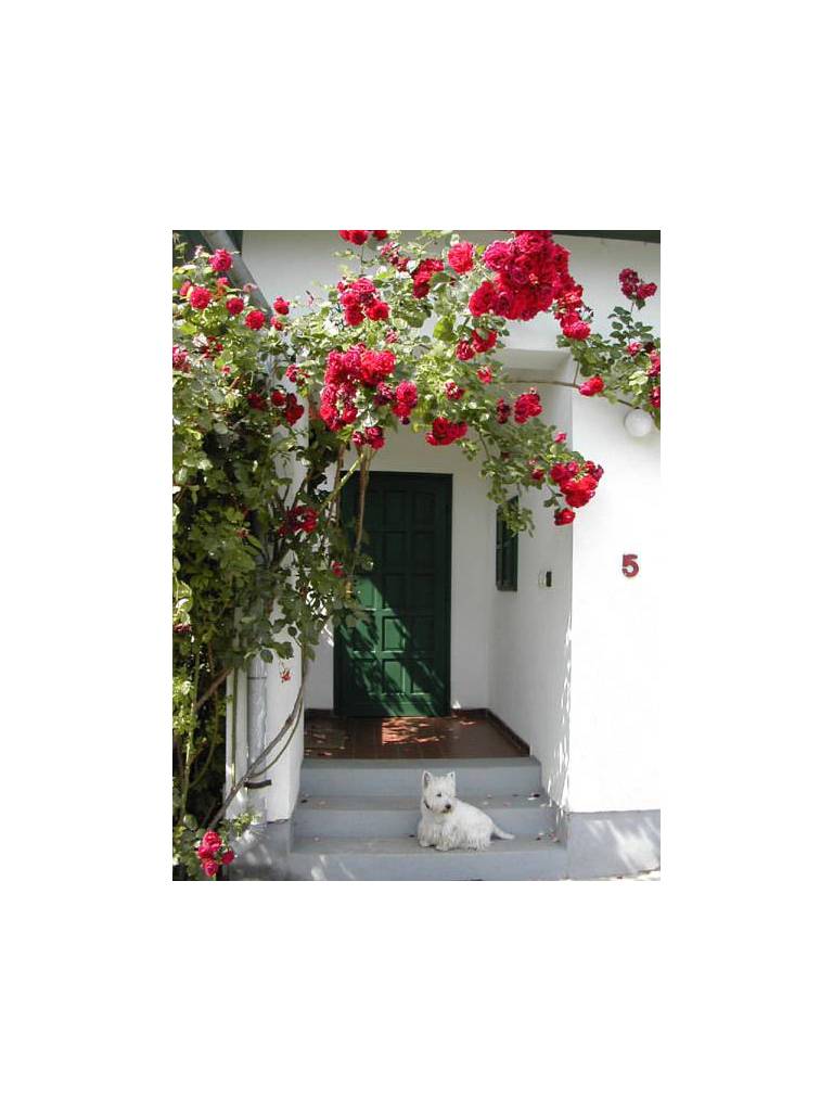 Booking Apartments 