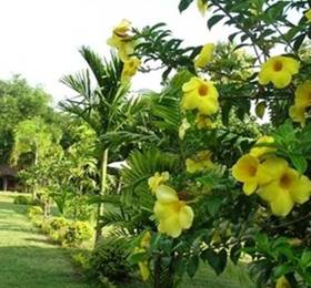 Ban Rai Tin Thai Ngarm Eco Lodge  в Маэ-Риме