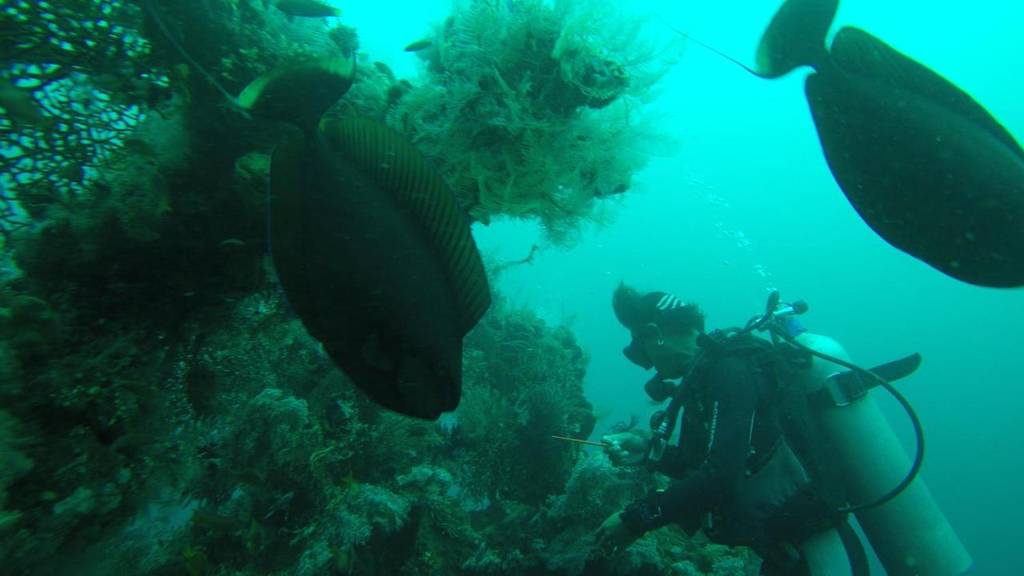 Ocean View Dive Resort Tulamben 3*