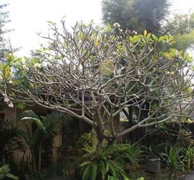 Отдых в Surfer Cave Bali Accomodation  - Индонезия, Джимбаран