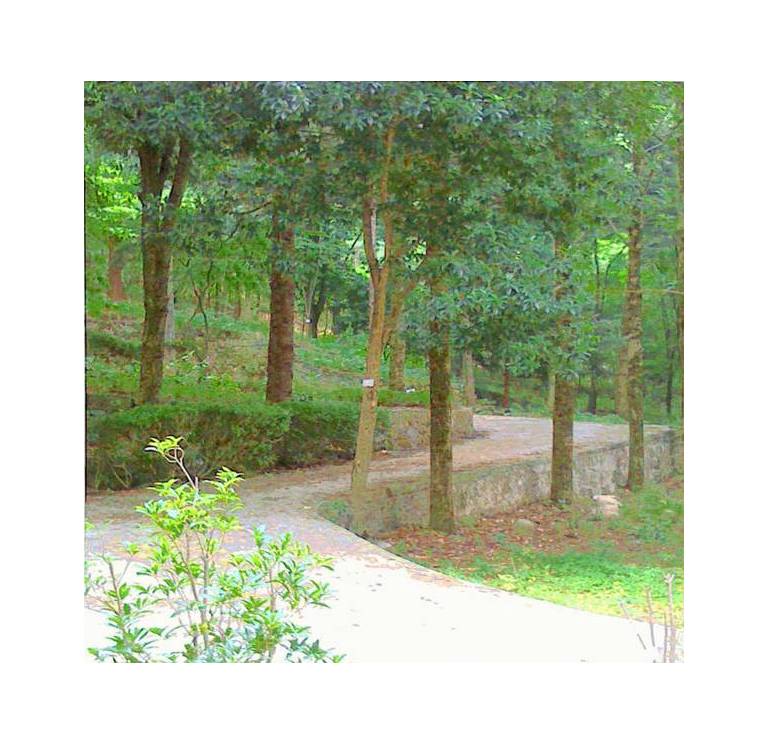 HuangShan Pine Ridge Lodge 