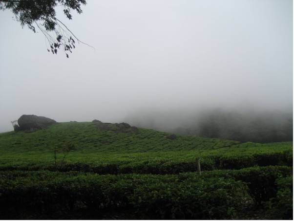 Woodpecker Holidays Munnar 