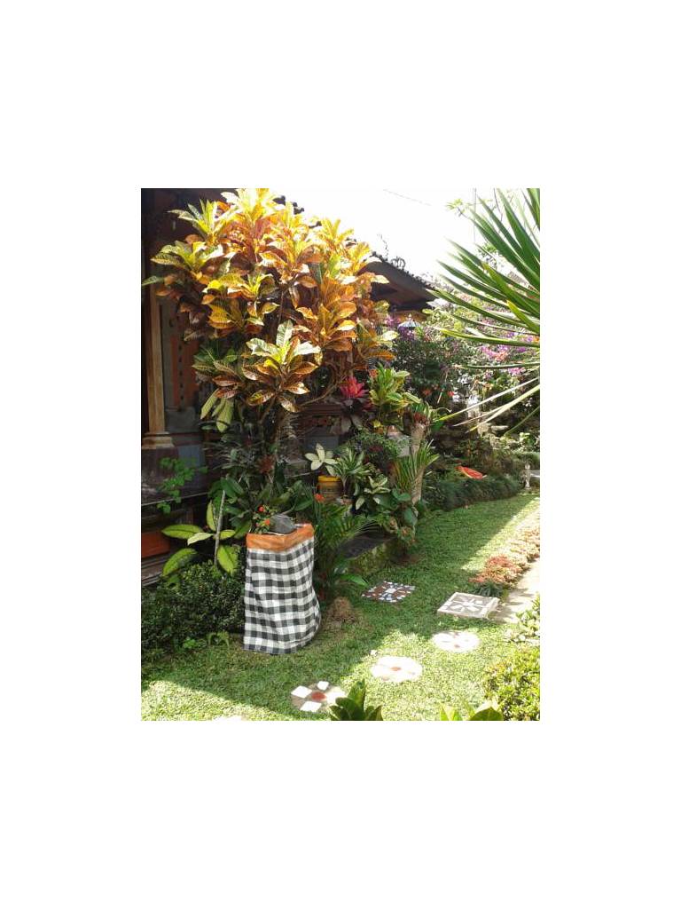 Biang's Cafe & Homestay 