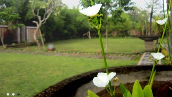 Sarin Ubud Villa 