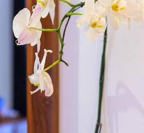Отдых в Indira Cottages - Индонезия, Убуд