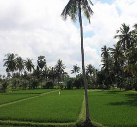 Туры в Bali Wid Villa  в Индонезии