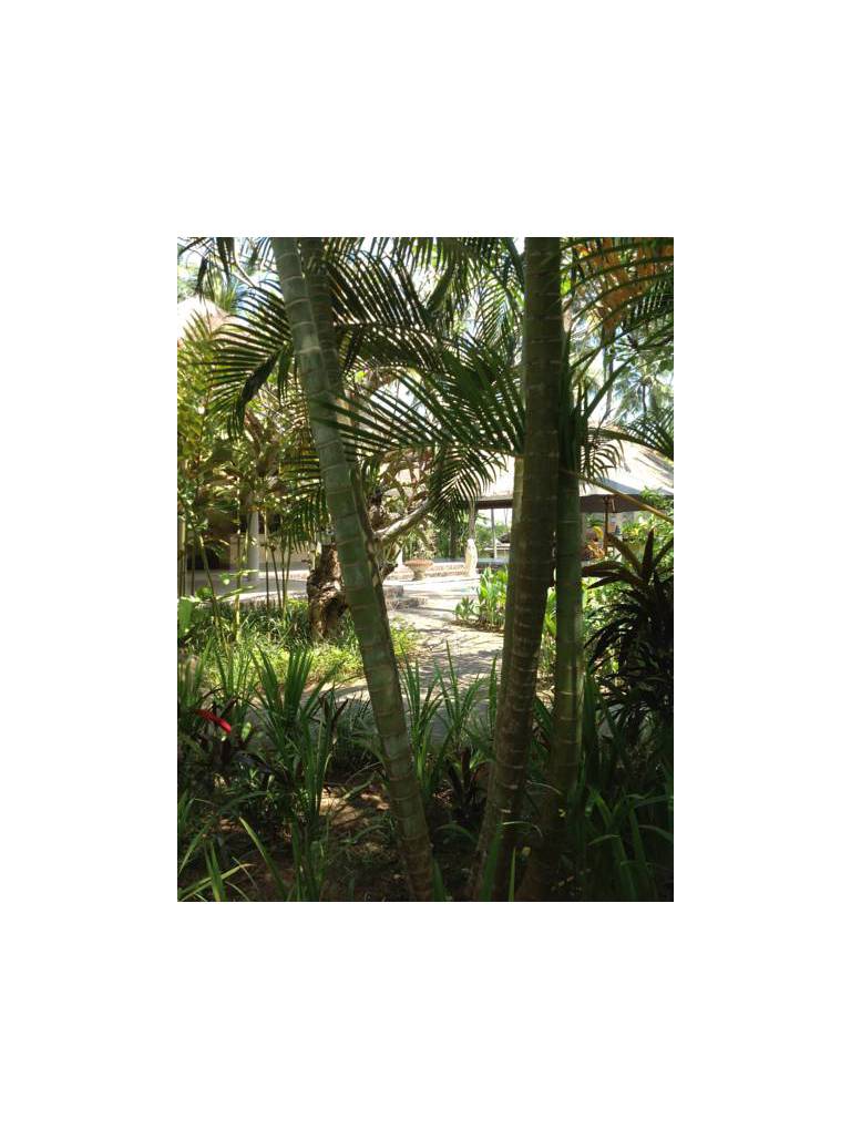 Secret Garden 