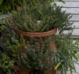 Отдых в Old Thyme Inn Bed and Breakfast  - США, Хаф-Мун-Бэй