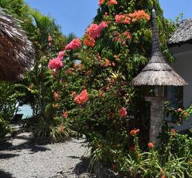 Туры в Dolphin House Resort Moalboal  в Филиппинах