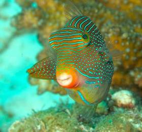 Туры в Asian Belgian Dive Resort  в Филиппинах