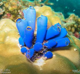 Туры в Asian Belgian Dive Resort  в Филиппинах