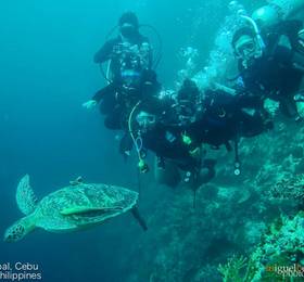 Отдых в Asian Belgian Dive Resort  - Филиппины, Моалбоал