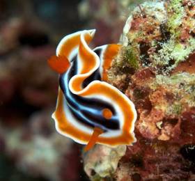 Asian Belgian Dive Resort  в Моалбоале