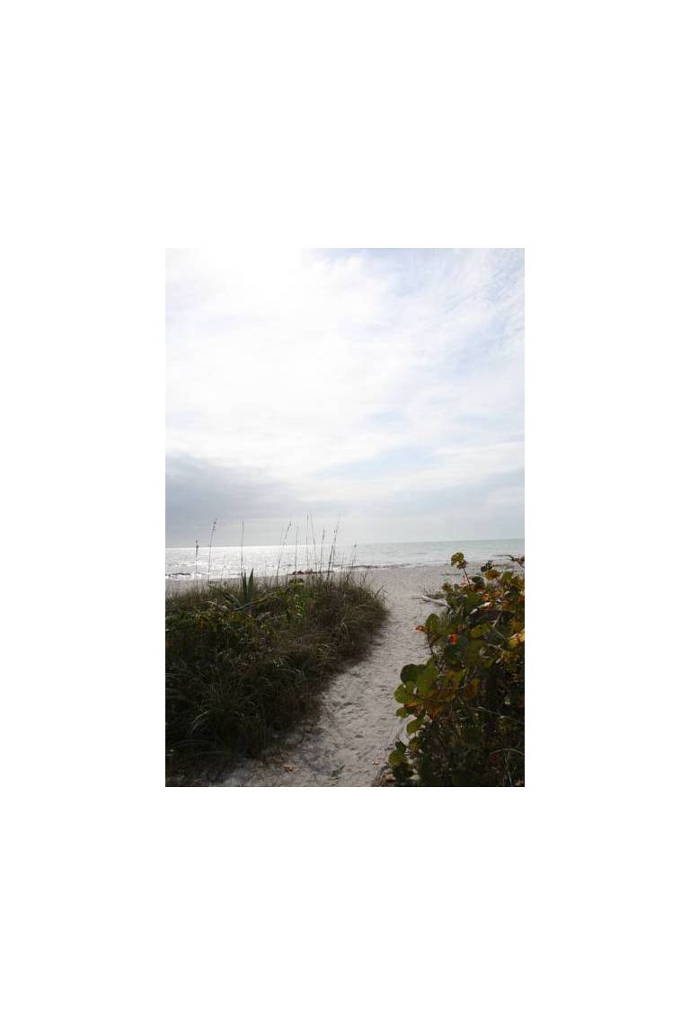Sea Shells of Sanibel 