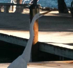 Lookout Lodge Resort  в Айламораде
