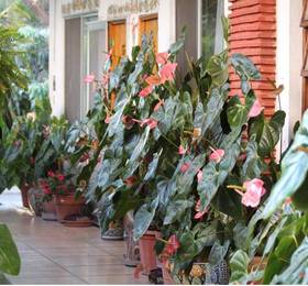 Hotel Villa Lourdes  в Куэрнаваки