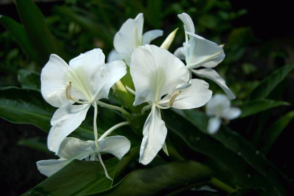 Pousada Mata Nativa 