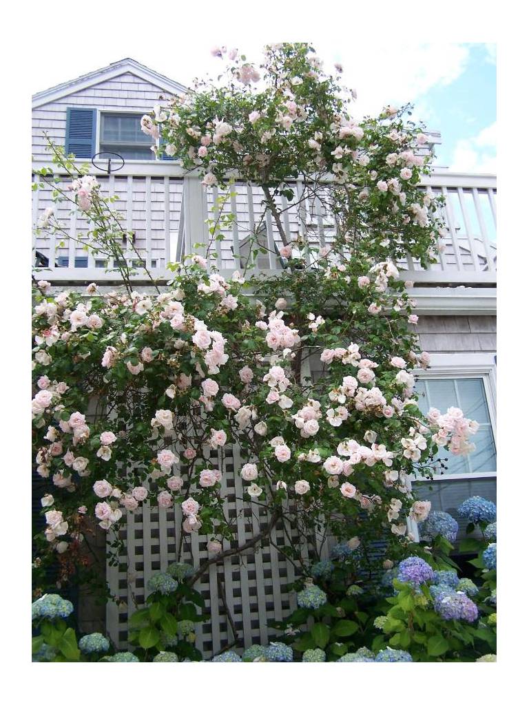 An English Garden 