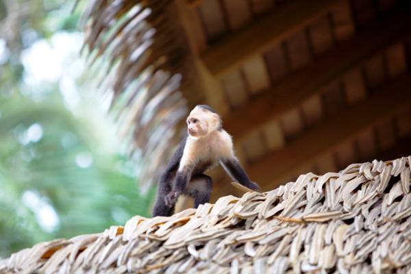 Copa De Arbol Beach & Rainforest Resort 5* Коста-Рика, Дрейк