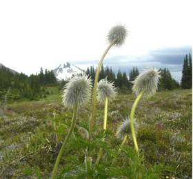 Туры в Mountain Driftwood Gallery & Lodging в Канаде