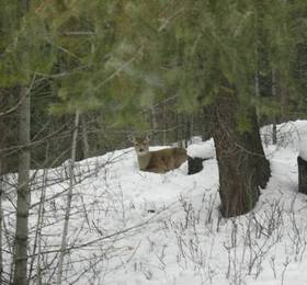 Отдых в Le Beausoleil Bed and Breakfast - Канада, Голден