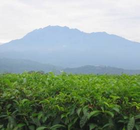 Отдых в Sabah Tea Garden-Longhouses - Малайзия, Ранау