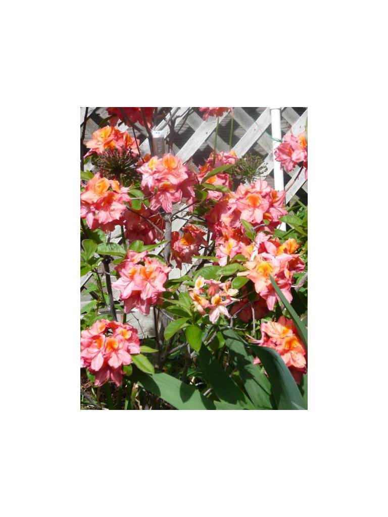 Antiques and Gardens