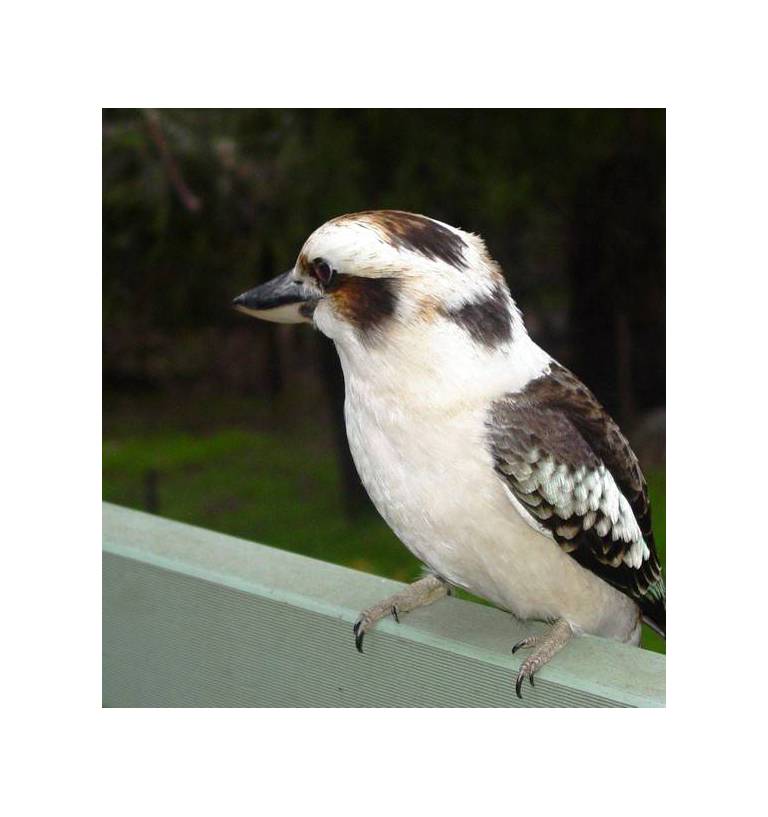 Boronia Peak Villas