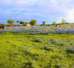 Hiru Holiday Resort в Нувара Элие
