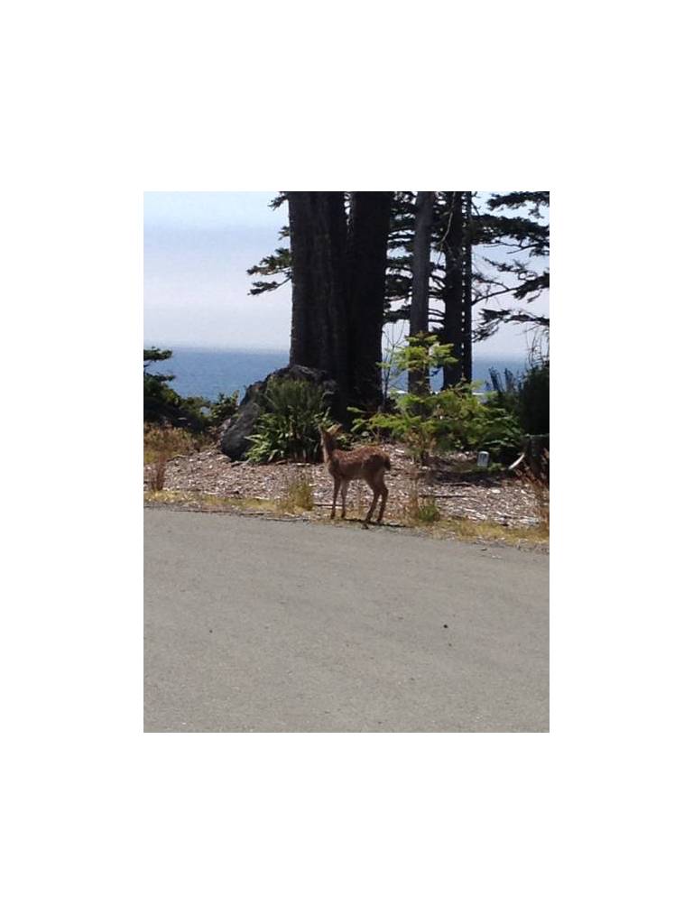 Cygnet Cove Suites