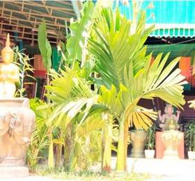 Отдых в Palm Garden Lodge - Камбоджа, Сиемреап