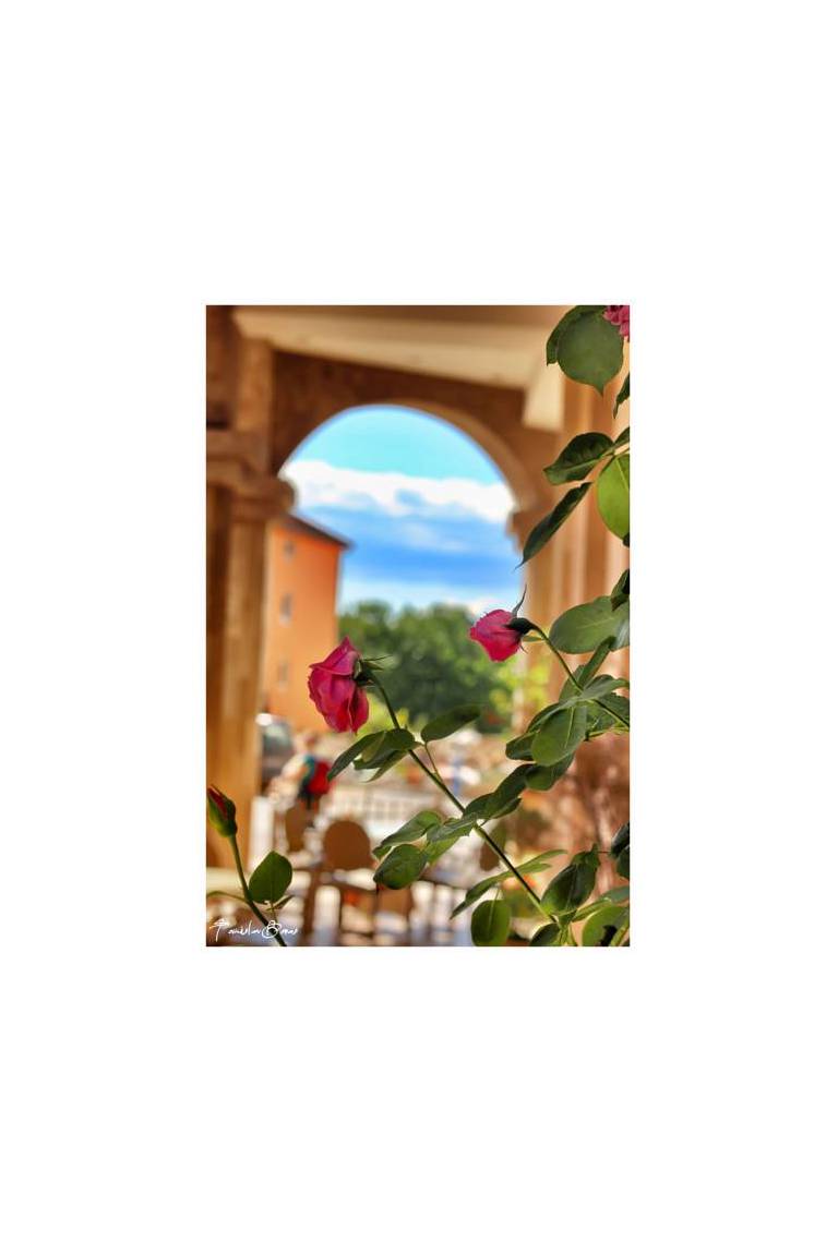 Pansion Flowers