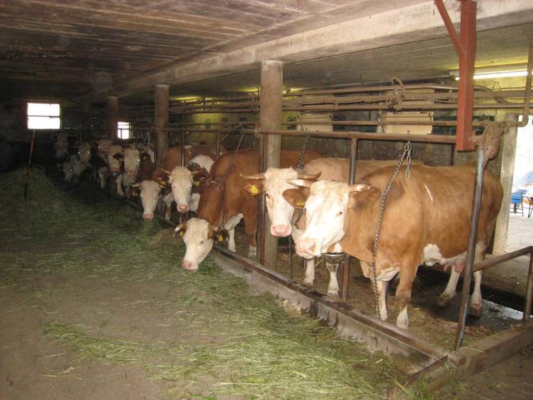 Farm Stay Pirc