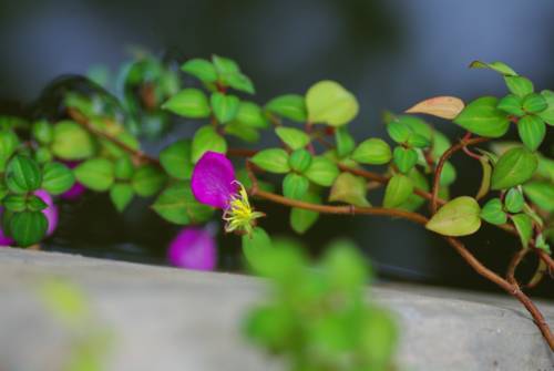 You and Me Guesthouse and Spa Chiangmai 3* Таиланд, Чианг Май