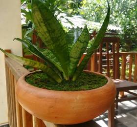 Sisira Natural Lodge в Сигирии