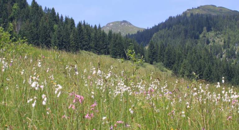 Traublingerhof