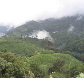 Отдых в Munnar Inn - Индия, Керала