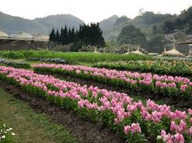 Отдых в Angkhang Nature Resort - Таиланд, Чианг Май