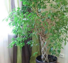 72 Arenda Apartment 50 Let VLKSM - 15/1 в Тюмени