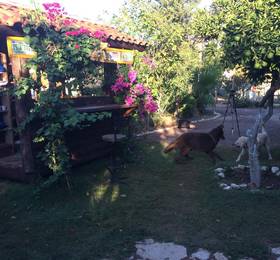 Отдых в Olympos Baykus Lodge - Турция, Олимпос