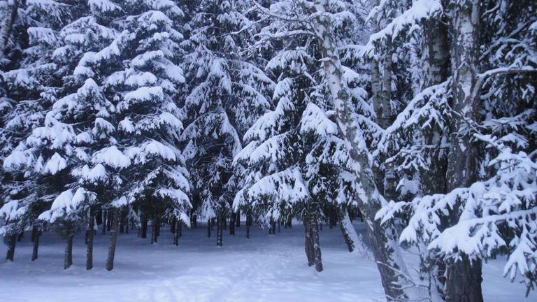 Forest Club Lyutoretskoye
