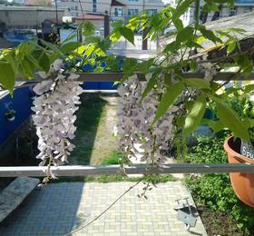 Отдых в Guest House Anastasiya - Россия, Анапа