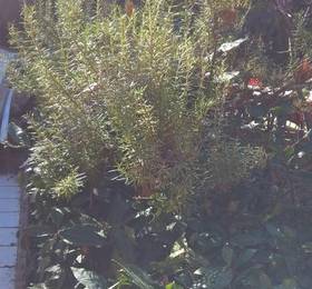 Отдых в Appartamento Il Giardino - Италия, Витербо