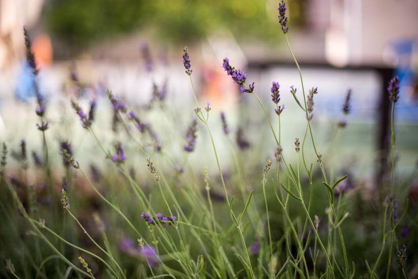 Garden on the Sea Италия, Вико-Экуенсе