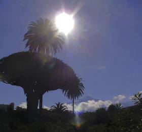Tenerife North House Apartment в Икод-де-лос-Виносе