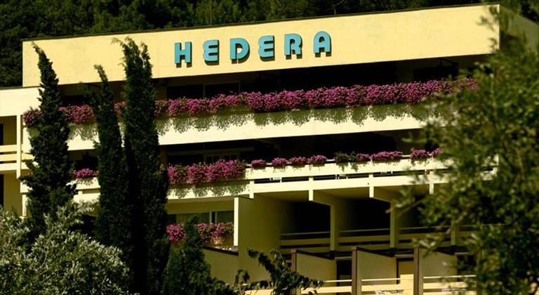 Hedera