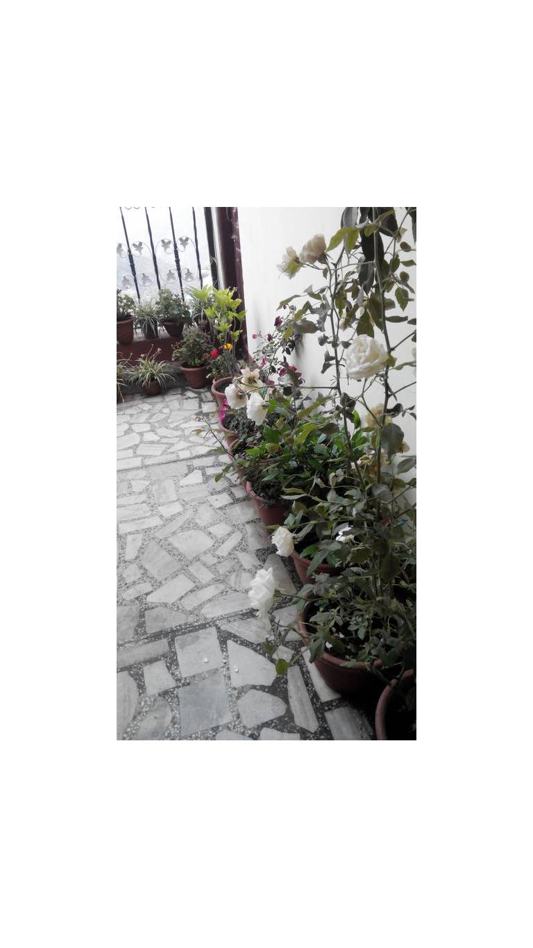 Saiba Cottage