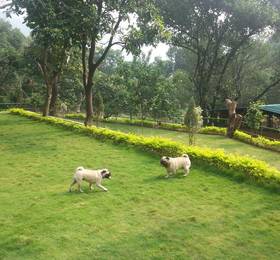 Отдых в Green Land Swiss Cottage - Индия, Ришикеш