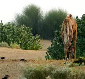 Туры в desert pride в Индии